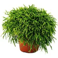 Exotenherz Kaktus Rhipsalis - Korallenkaktus - im 12cm Topf - sukkulente Zimmerpflanze