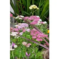 Pflanzen für Dich Staude Achillea millefolium Summer Pastels, 1 St., Schafgarbe, Gemeine Schafgarbe