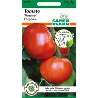SAMEN PFANN Gemüsesamen Tomate, Maestria F1 (Bester Geschmack) - Saatgut Tomaten Samen, Solanum lycopersicum