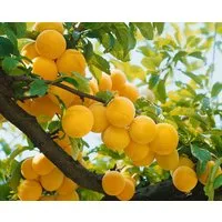 Pflanzen für Dich Obstpflanze Prunus dom. Golden Japan, 1 St., Gelbe Pflaume, Japanische Pflaume, gelbe Früchte, frühreifend