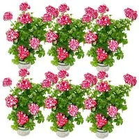 Exotenherz Beetpflanze Geranien hängend Pelargonium ver. Farben 12cm Topf Set mit 6 Pflanzen