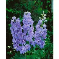 Pflanzen für Dich Staude Delphinium Pacific Guinevere, 1 St., Rittersporn