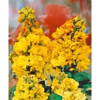 Pflanzen für Dich Staude Erysimum cheiri Yellow Bird, 1 St., Goldlack, Gelber Goldlack