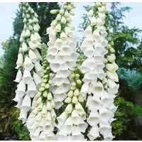 Pflanzen für Dich Staude Digitalis purpurea Alba, 1 St., Fingerhut, Weißer Fingerhut