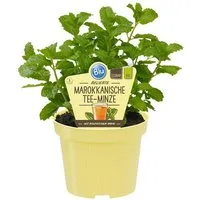 Exotenherz Gewürzkraut Marokkanische Tee-Minze Mentha spicata Kräuterpflanze im 12cm Topf