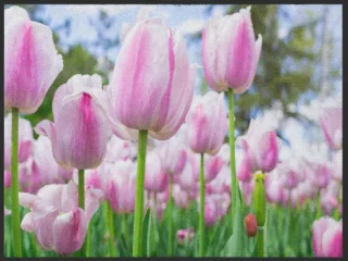 Fussmatte Tulpe 4985 | Größe: 60 cm x 45 cm