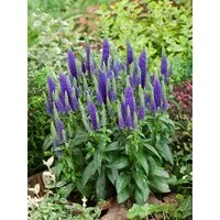 Pflanzen für Dich Staude Veronica spic. Ulster Dwarf Blue, 1 St., Ähriger Ehrenpreis, Ehrenpreis
