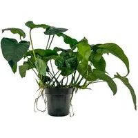 Aquaone Wasserpflanze Mutterpflanze Aquarium Pflanze Anubias barteri XL Nr.301A