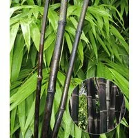 BALDUR Garten Bambus Schwarzer Bambus 'Black Pearl', 2 St., Schwarzrohrbambus, winterhart, mehrjährig, blickdicht