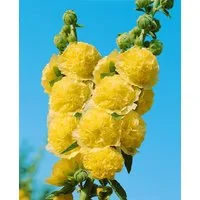 Pflanzen für Dich Staude Alcea rosea Pleniflora Chaters, 1 St., Stockrose, Stockmalve