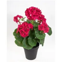 Kunstblume Geranie im Topf 34cm LM Kunstpflanzen künstliche Blumen Pflanzen Pelargonium, Seidenblumen Roß, Höhe 34 cm, Fuchsia-Pink