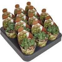 Exotenherz Kaktus Puna incahuasi seltener Kugelkaktus Rarität 6,5cm Topf 15cm hoch