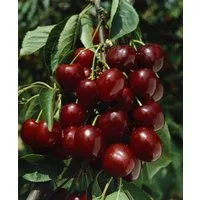 Pflanzen für Dich Obstpflanze Prunus avi. Große Schwarze Knorpel, 1 St., Große Schwarze Knorpelkirsche, Süßkirsche, dunkelrot, saftig-süß