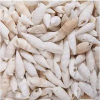 Eurosand Dekoobjekt MUSCHELN Cerethium Vertagus, BALANCE 250gr.