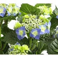 Dehner Zierstrauch Teller-Hortensie, ca. 30-40 cm Ø Topf 21 cm