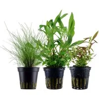 Aquaone Wasserpflanze Pflanzen Set mit 3 Einsteiger Wasserpflanzen Nr.234