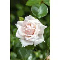 Pflanzen für Dich Rose Rosa New Dawn
