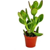 Exotenherz Kaktus Crassula portulacea - Geldbaum - im 8,5cm Topf