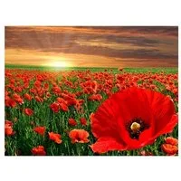 Pracht Kreativset PRACHT Diamond Painting Mohnblumen 40x30cm