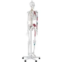 Physa Dekoobjekt Skelett Modell Menschliches Skelett Anatomisches Modell Skelett