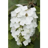 Pflanzen für Dich Gehölze Hydrangea quercifolia Snowflake, 1 St., Eichenblatthortensie