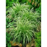 Pflanzen für Dich Gräser Carex morrowii Silver Sceptre, 1 St., Japan-Segge, weiß-grün gestreift, bodendecker