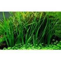 Aquaone Wasserpflanze Aquarium Pflanze Cyperus helferi Wasserpflanzen Topf Nr.333A