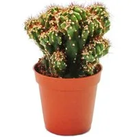 Exotenherz Kaktus Cereus peruvianus cristata - Felsenkaktus - im 5,5cm Topf