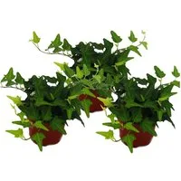 Exotenherz Zimmerpflanze 3er Set Hedera helix grünlaubig 9cm Topf
