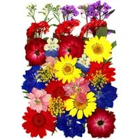 Trockenblume Gepresste Blumen, Getrocknete Blumen, DIY Getrocknete Blüten, Agger, für DIY Kerzen Harz Schmuck Anhänger Scrapbooking-Dekorationen