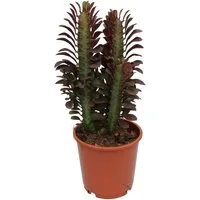 meinvipshop Zimmerpflanze Wolfsmilch Euphorbia trigona