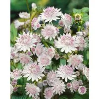 Pflanzen für Dich Staude Astrantia major Buckland, 1 St., Große Sterndolde, Sterndolde