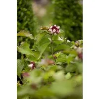 Pflanzen für Dich Gehölze Leycesteria formosa Purple Rain, 1 St., Schönfrucht, Karamellbeere, Himalaya-Baummalve