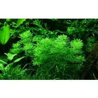 Aquaone Wasserpflanze Aquarium Pflanze Limnophila sessiliflora Nr.347