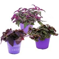 Exotenherz Zimmerpflanze Zimmerpflanzen-Trio Purple Leaves Set 3 ver. Pflanzen m. lila Blättern