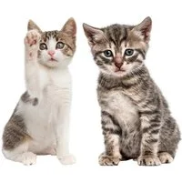 younikat Aufkleber Katzen-Aufkleber in verschiedenen Motiven