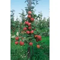 Pflanzen für Dich Obstpflanze Terrassenobst Zwergobst Sorten, 1 St., Terrassenobst, Zwergobst, säuerlich, winterapfel
