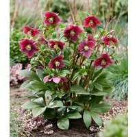 BALDUR Garten Rose Christrose 'ViV® Victoria', 1 St., Reichblühend, immergrün, reichblühend, lange Blütezeit