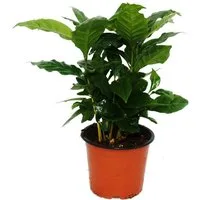 Exotenherz Zimmerpflanze Kaffee Pflanze (Coffea arabica) 1 Pflanze - Zimmerpflanze