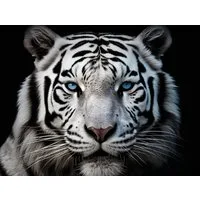 Bönninghoff Leinwandbild, Raubkatzen, Tiere, Tiger, Wildtiere (1 St)
