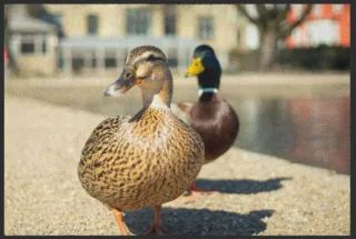 Fussmatte Enten 6246 | Größe: 60 cm x 45 cm