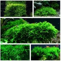 Aquaone Wasserpflanze Moos Set mit 5 Tropica in Vitro Pflanzen Aquariumpflanzenset Nr.57