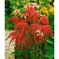 Pflanzen für Dich Staude Astilbe thun. Rote Straußenfeder, 1 St., Astilbe, Prachtspiere