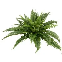 Kunstpflanze Bostonfarn ohne Topf, Creativ green, Höhe 60 cm, mit zahlreichen Farnwedeln