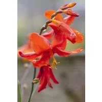 Pflanzen für Dich Staude Crocosmia crocosmiiflora Babylon, 1 St., Montbretie, Garten-Montbretie
