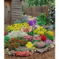 BALDUR Garten Staude 12er Großer Staudengarten, 12 St., Schmetterlingspflanze, winterhart, mehrjährig