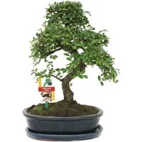 Exotenherz Zimmerpflanze Orme chinois bonsaï - Ulmus parviflora - env. 10 ans