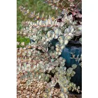 Pflanzen für Dich Staude Sedum sieboldii Mediovariegatum, 1 St., Siebold-Fetthenne, Oktoberli, Mauerpfeffer
