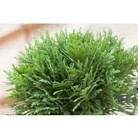 Pflanzen für Dich Konifere Thuja occ. Danica, 1 St., Lebensbaum, Abendländischer Lebensbaum, kugelform, immergrün