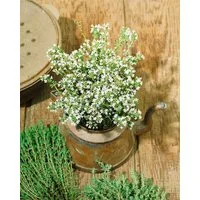 Pflanzen für Dich Staude Thymus vulg. Pinewood, 1 St., Thymian, Gartenthymian